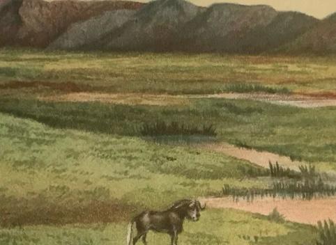 F Oates. Matabeleland and and the Victoria Falls. 1st edition. 1st impression. Published 1881.